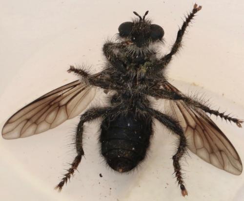 Andrenosoma atrum